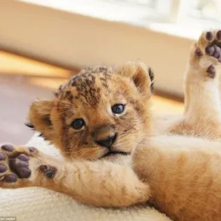 🦁 cachorro de león, animal, bebé león, lindo, fauna, felino telegram sticker