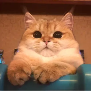 🐱 kot, słodki, zwierzę, zwierzę domowe, kociak, złoty, kot domowy telegram sticker