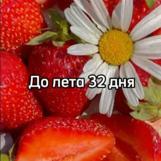 ☀️ До лета 32 дня fresas, margarita, verano, días para el verano, cuenta atrás, ruso telegram sticker