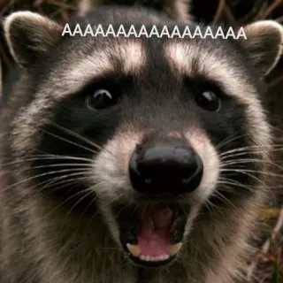 🗣 AAAAAAAAAAAAAAAAAAAAAAA енот, животное, мем, крик, смешной, милый telegram sticker