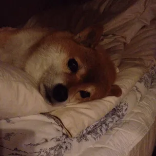 😰 chien, animal, shiba inu, mignon, animal de compagnie, dormir whatsapp sticker