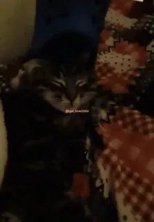 😴 @kat_lover004 cat, kitten, animal, cute telegram sticker