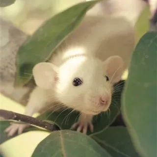 🐀 szczur, biały, zwierzę, słodki, zwierzę domowe, ssak telegram sticker
