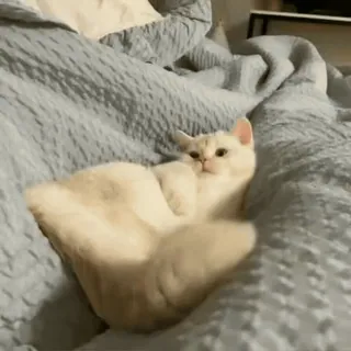 🥺 Katze, Haustier, Tier, süß, Bett, häuslich, Katzenartig whatsapp sticker