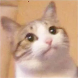 🐈 kucing, binatang, hewan peliharaan, imut, binatang peliharaan, felin telegram sticker