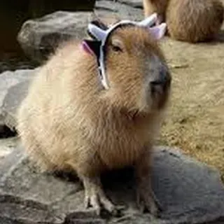 🐄 Capybara, Tier, Nagetier, süß, Hut, Ohren whatsapp sticker