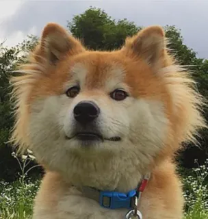 😏 cane, Akita, animale domestico, animale, mammifero, ritratto telegram sticker