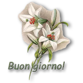 🌱 Buongiorno! лилия, цветок, приветствие, итальянский, доброе утро, цветочный telegram sticker