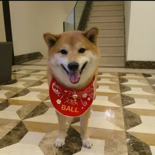 ❤️ BALL dog, shiba inu, pet, ball, animal, cute telegram sticker