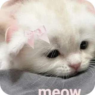 🐱 meow cat, kitten, cute, pet, animal, meow telegram sticker