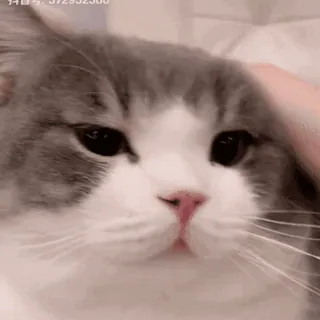 🐱 cat, animal, pet, cute, domestic animal, kitten, fluffy whatsapp sticker