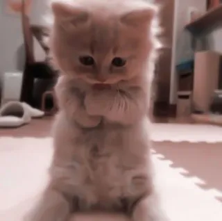 🎀 猫, 小猫, 动物, 可爱, 搞笑, 家猫, 迷人, 站立 telegram sticker
