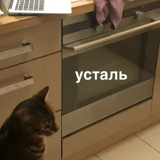 😫 усталь แมว, เหนื่อย, เตาอบ, ครัว telegram sticker