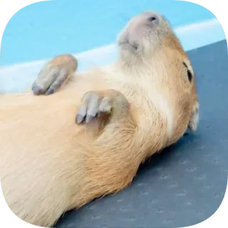 😴 telegram sticker