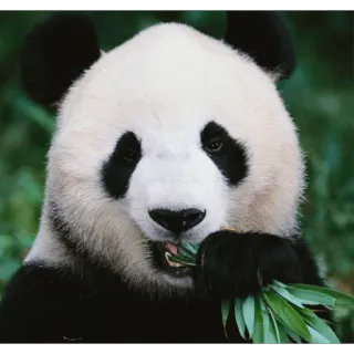 ☺️ Panda, Animal, Bambu, Vida selvagem, Natureza, Mamífero telegram sticker