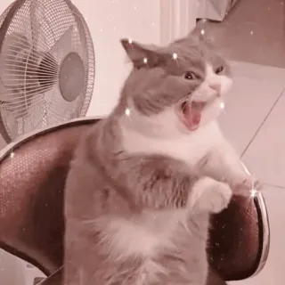 🐱 고양이, 귀여운, 동물, 애완동물, 하품 telegram sticker