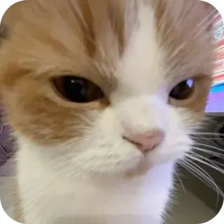 😡 telegram sticker