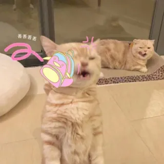 😒 gato, gatito, animal, mascota, lindo, gracioso telegram sticker