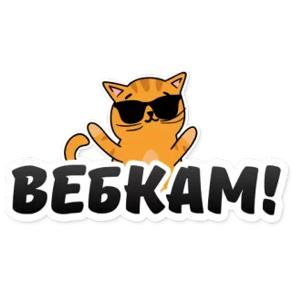 😝 ВЕБКАМ! gatto, occhiali da sole, adesivo, webcam, figo, animale telegram sticker