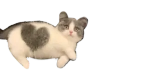 ❤️ gato, animal, fofo, coração, gatinho telegram sticker