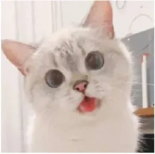 😛 gatto, carino, animale, animale domestico, gattino telegram sticker