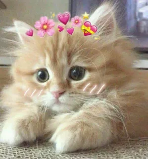 💖 고양이, 새끼 고양이, 귀여운, 동물, 애완 동물, 하트, 꽃 telegram sticker