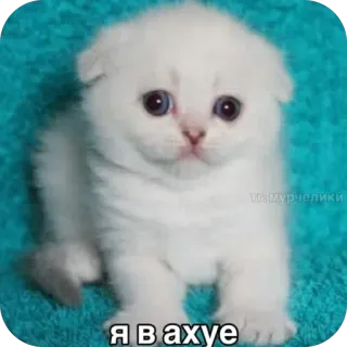 😨 Я в ахуе gato, gatinho, fofo, russo, expressão, animal telegram sticker