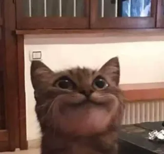 🎃 gato, engraçado, meme, animal, fofo whatsapp sticker