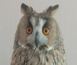 😳 búho, pájaro, fauna, animal, naturaleza, aviar, retrato telegram sticker