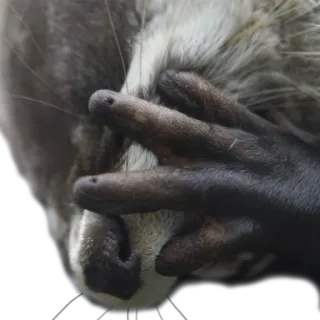 🤦‍♂️ енот, грубый, средний палец, оскорбительный, жест telegram sticker