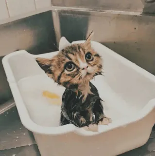 🐱 kot, kociak, kąpiel, mokry, uroczy, słodki, zwierzę, zwierzę domowe telegram sticker