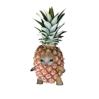 🍍 แมว, สับปะรด, สัตว์, ผลไม้, น่ารัก, ตลก, มีม whatsapp sticker