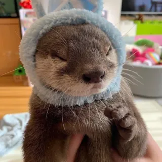 🐾 loutre, animal, mignon, chapeau, animal de compagnie, duveteux whatsapp sticker