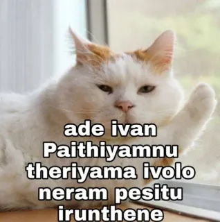 😁 ade ivan Paithiyamnu theriama ivolo neram pesitu irunthene gato, engraçado, meme, animal telegram sticker