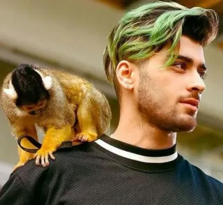 👑 Zayn Malik Zayn Malik, Promi, Affe, Mann, grüne Haare telegram sticker