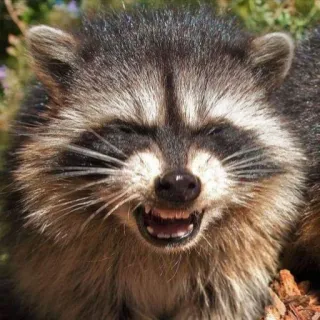 🤓 енот, животное, млекопитающее, дикая природа, природа, милый, смешной telegram sticker