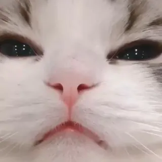 🐈 kucing, binatang, hewan peliharaan, imut, anak kucing, kucing domestik, felin telegram sticker