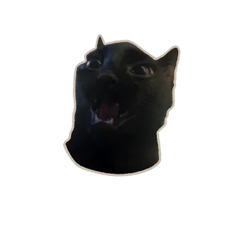 😈 cat, meme, funny, animal, black cat whatsapp sticker