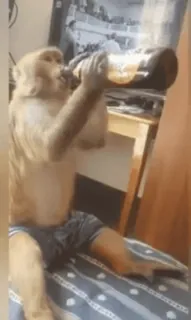 😅 monkey, drinking, animal, primate, bottle, beer, funny telegram sticker