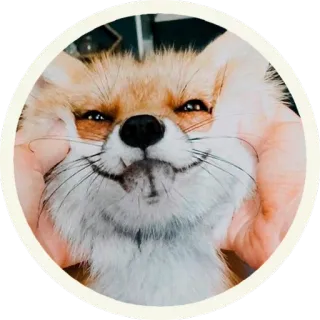 ☺️ vos, dier, huisdier, schattig, wildlife telegram sticker