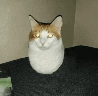 🐱 gatto, animale, animale domestico, mammifero, gatto domestico, felino telegram sticker