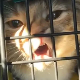 😒 gato, animal, animal de estimação, gaiola, felino telegram sticker