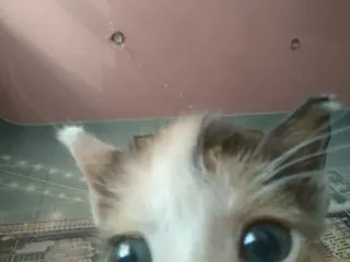 👀 кот, домашнее животное, животное, глаза, котенок telegram sticker