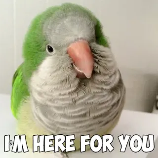 ❤ I'M HERE FOR YOU perroquet, oiseau, animal, soutien, réconfort, empathie telegram sticker