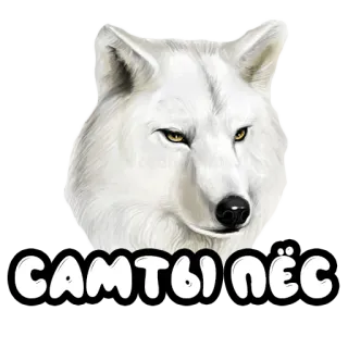 🐕 САМ ТЫ ПЁС lupo, animale, bianco, testo, russo telegram sticker