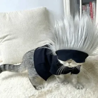 🐈 chat, animal de compagnie, animal, mignon, cosplay, costume whatsapp sticker