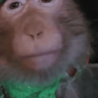 😁 monkey, animal, primate, cute, funny, green slime whatsapp sticker