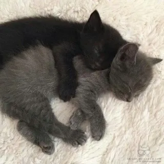 🐾 gatitos, gatos, durmiendo, animales, mascotas, lindo telegram sticker