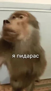 😏 Я пидарас ลิง, หยาบคาย, คำดูถูก, สัตว์ telegram sticker