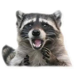 😱 raccoon, animal, wildlife, mammal, cute telegram sticker